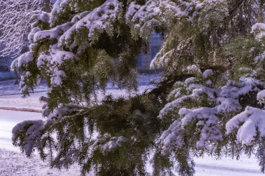 Karlı bir şehirde kışın ladin.