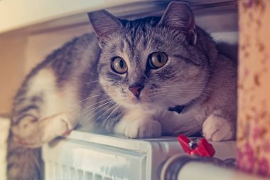 Bataryayý tadını çıkarma kedi