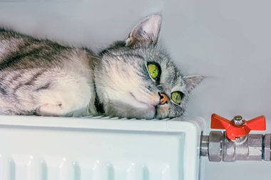 Gri kedi pil tadını çıkarma