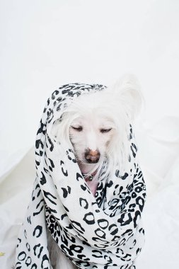 Kapalı gözlü Çin Tepeli köpek stüdyoda oturan benekli eşarp sarma 
