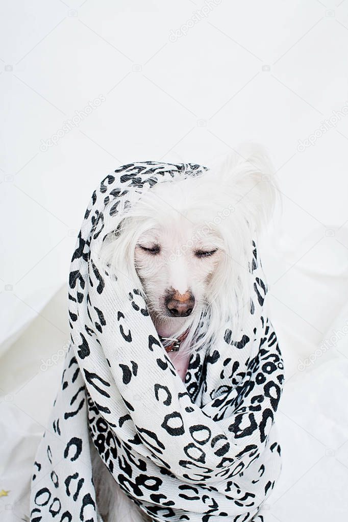 Chinese Crested dog with closed eyes wrapping in mottled scarf sitting in studio 