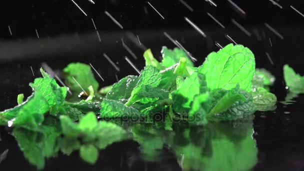 Detailed view of mint plant leafs, raining over black background. Slow motion. — Stock Video
