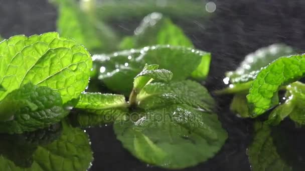 Gedetailleerde weergave van de munt plant bladeren, regent op zwarte achtergrond. Slow motion. — Stockvideo
