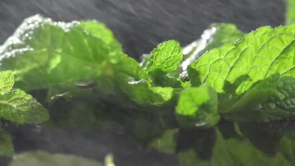 Λεπτομερής προβολή των μέντα φυτό φύλλα, βρέχει πάνω στο μαύρο φόντο. Αργή κίνηση. — Αρχείο Βίντεο