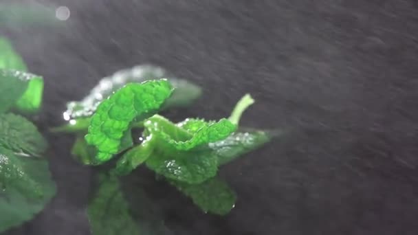 Vista detallada de las hojas de menta, lloviendo sobre fondo negro. Movimiento lento . — Vídeo de stock