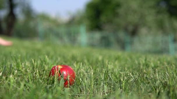 Les pieds d'une jeune fille marchant dans le jardin de pommes. Pomme rouge dans l'herbe. Mouvement lent .