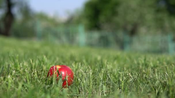 Roter Apfel im Gras. — Stockvideo