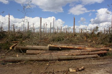 kasırgadan sonra orman