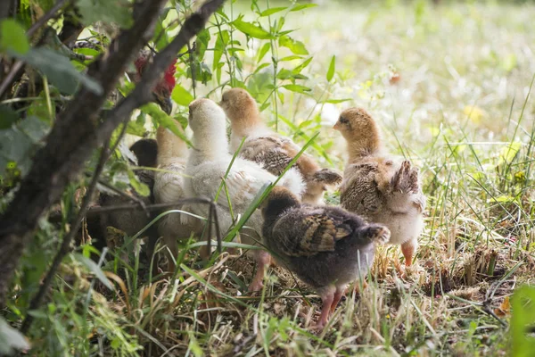  küçük tavuk yemek