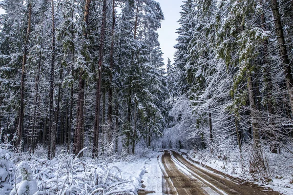 Гравийная Дорога Заснеженном Лесу Заснеженном Лесу Высокие Деревья Ветви Снегом — стоковое фото