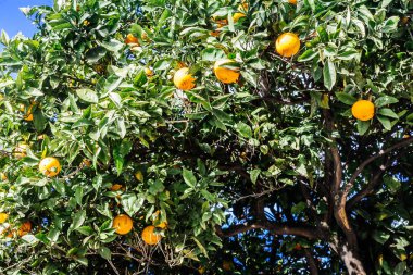 mandalina ağacı twigs renk sağlıklı