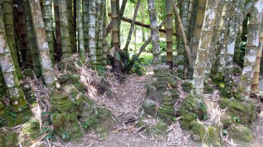 Brezilyalı Park bambu ağacının ayrıntı