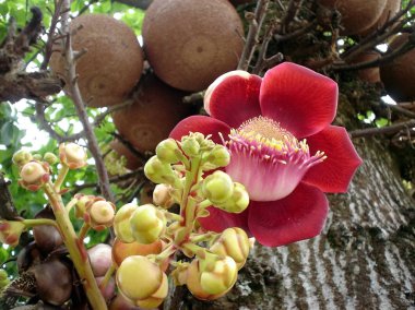 Çiçek ve meyve meyveler ağaç Brezilya