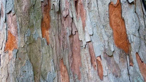 Peeling tree trunk — Stock Photo, Image