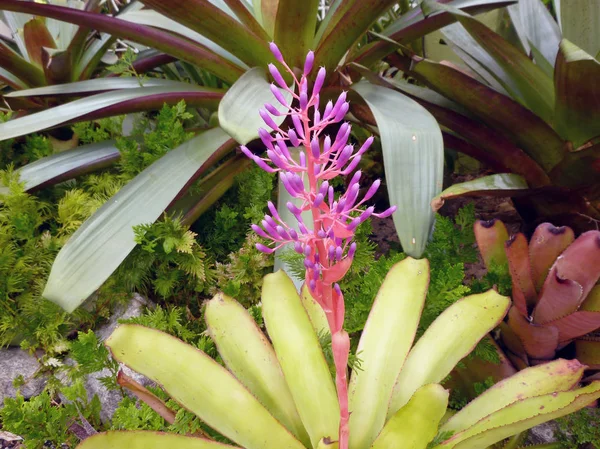 Purple flower of bromeliad — Stock Photo, Image