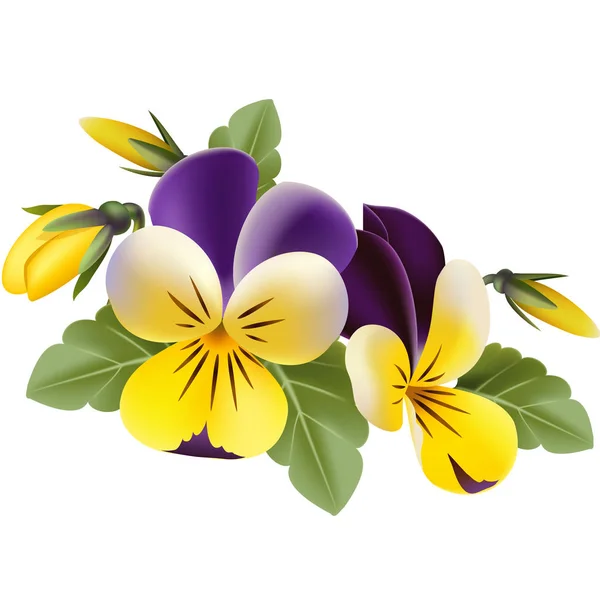 Yellow pansy flowers — Stock Vector