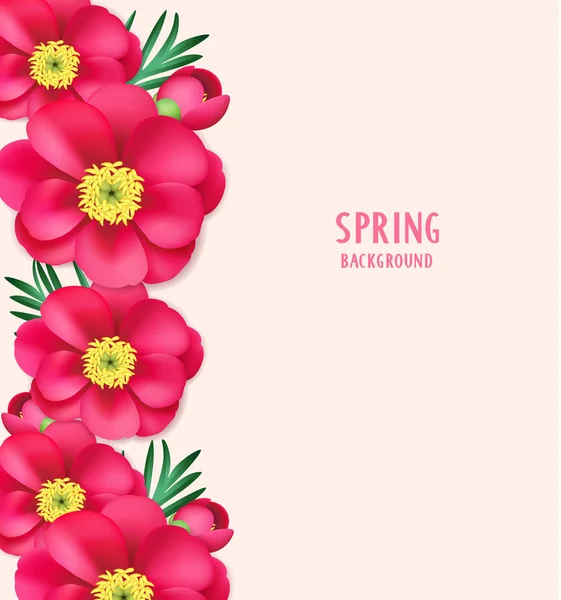 pembe Şakayık çiçekleri ve tomurcukları