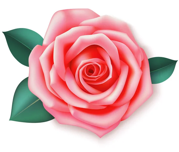 Rosa decorativa con hojas . Ilustraciones De Stock Sin Royalties Gratis