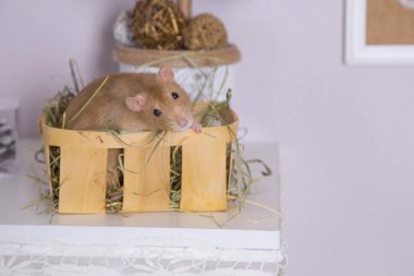 Dekoratif sıçan yakın çekim