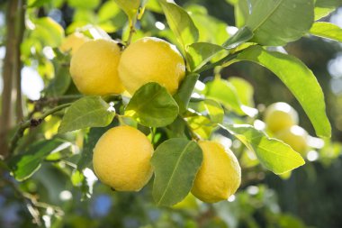 taze limon ile Bahçe