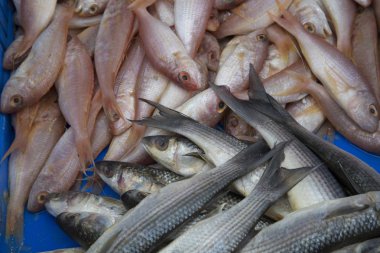 taze deniz balık karışık