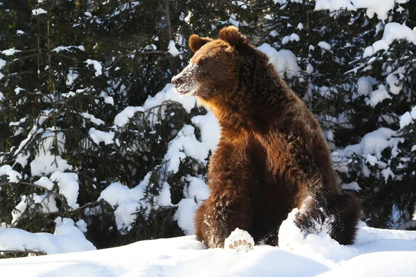 Wild bear in the snow — Stock Photo, Image