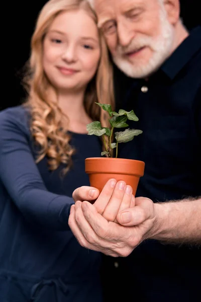 Avô e neta com planta hera — Fotografia de Stock Grátis