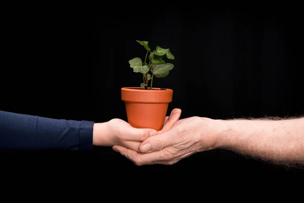 Nieto y abuelo con plantas de hiedra - foto de stock