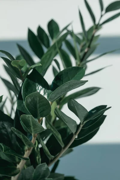 Grüne Topfpflanze im Zimmer — Stockfoto
