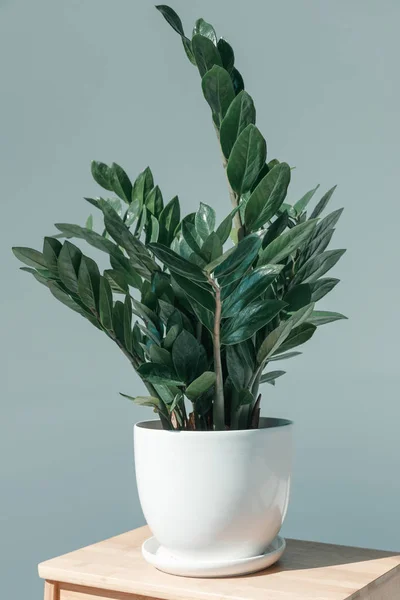 Vaso de planta em vaso no suporte de flores — Fotografia de Stock