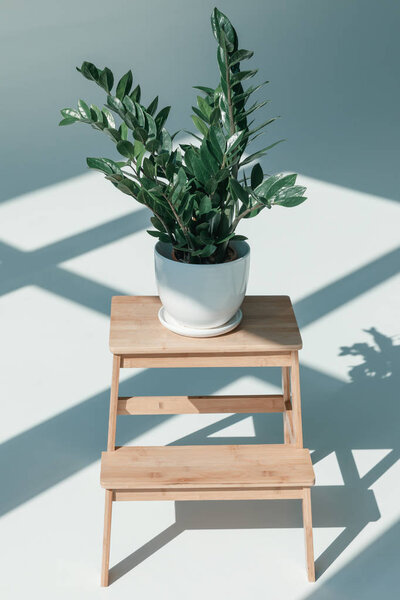 potted plant in vase on flower stand