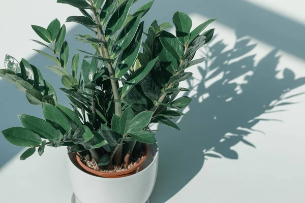 Topfpflanze in weißer Vase — Stockfoto
