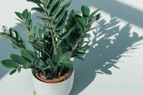 Potted plant in white vase — Stock Photo