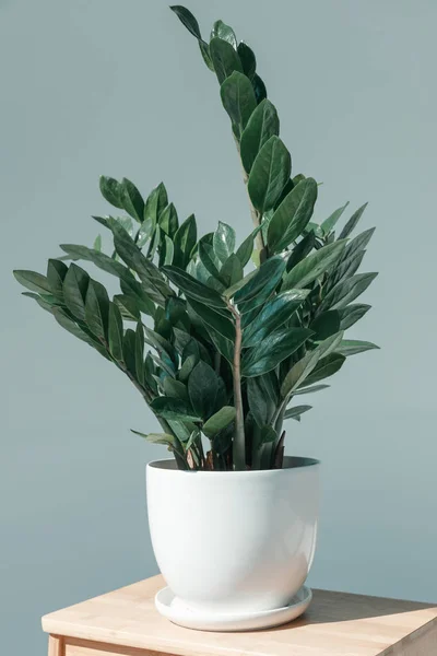 Горшкова рослина у вазі на квітковій підставці — стокове фото