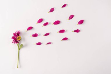 Pembe çiçek ve yaprakları
