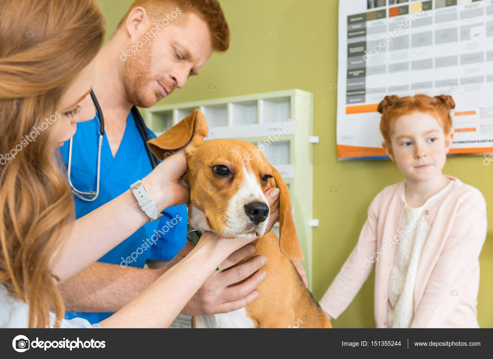 Veterinary examing dog at clinic — Stock Photo © SergPoznanskiy 151355244