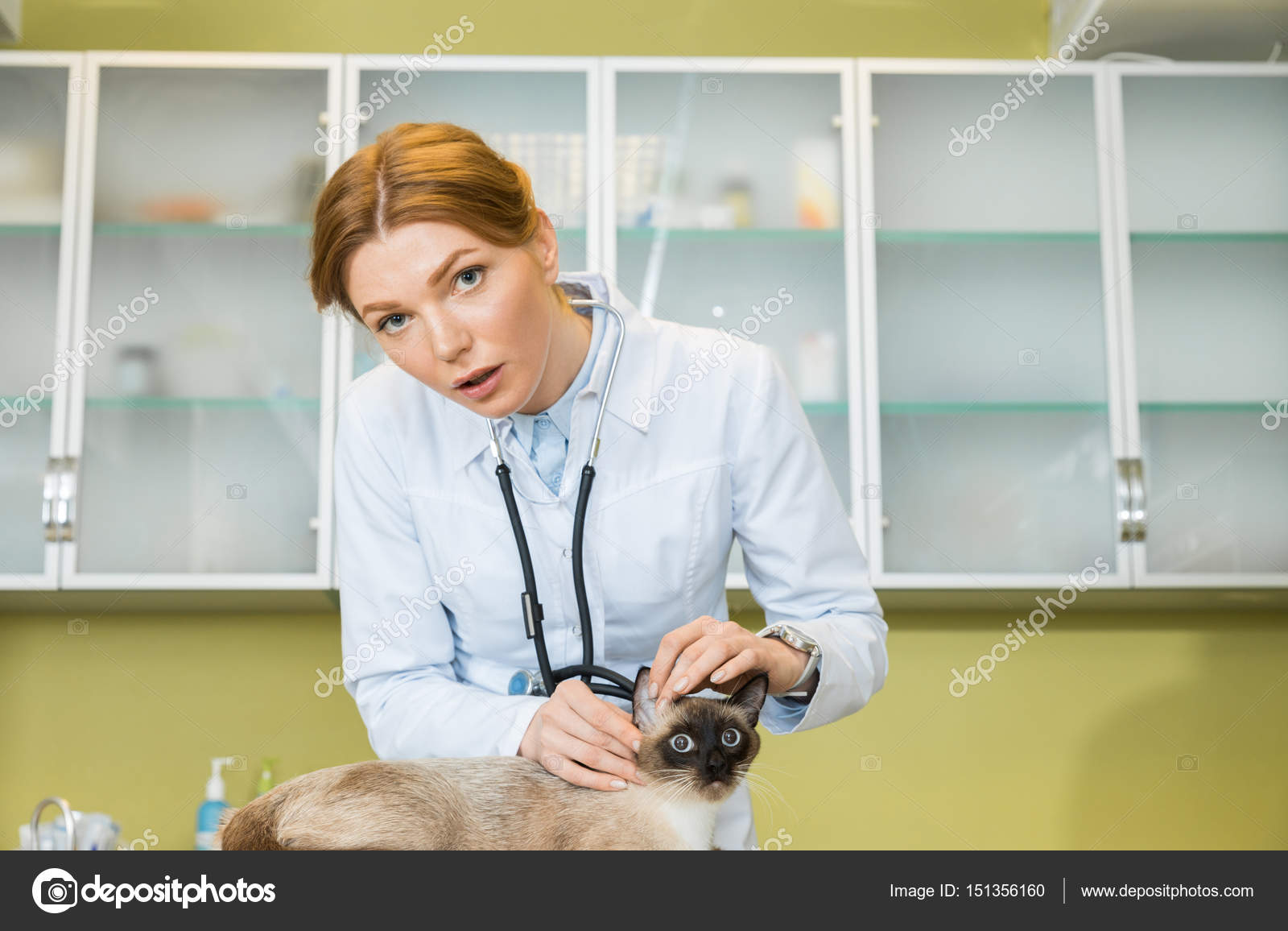 Veterinary Examining Cat At Clinic — Stock Photo © Sergpoznanskiy