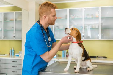 hayvan hastalıklarıyla ilgili tasvirler köpek