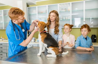 Veterinary examing dog at clinic clipart