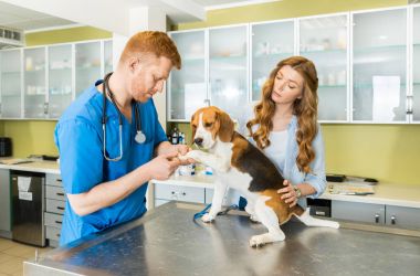 Doctor examining Beagle dog at clinic clipart