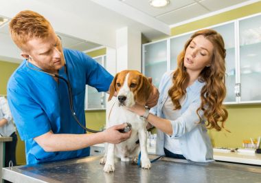 Doctor examining Beagle dog at clinic clipart
