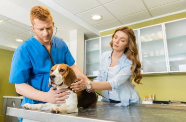 Doktor muayene Beagle köpek Kliniği