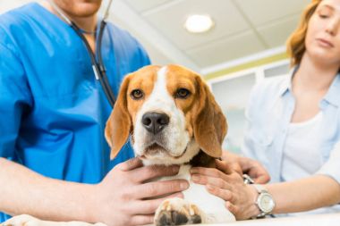 Doctor examining Beagle dog at clinic