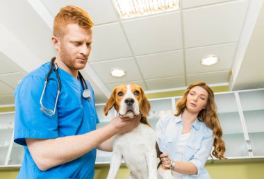 Doktor muayene Beagle köpek Kliniği