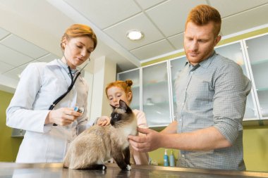 Stetoskop ile veteriner ausculting kedi