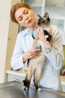 Stetoskop ile veteriner ausculting kedi