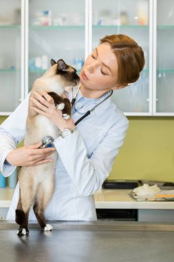Stetoskop ile veteriner ausculting kedi