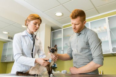 Stetoskop ile veteriner ausculting kedi