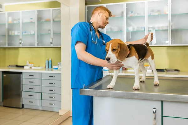 Veterinär undersökt hund — Stockfoto