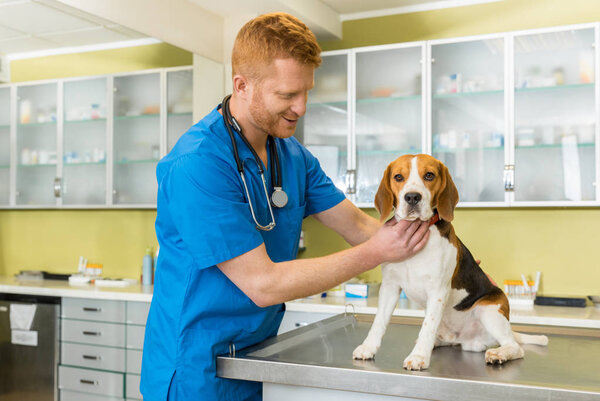 veterinary examing dog